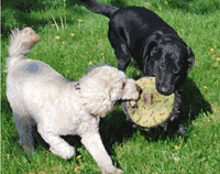 images of dogs at day care