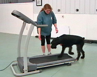 Dog on Treadmill