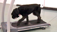 Dog on Treadmill